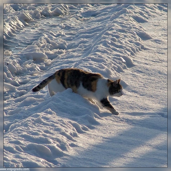Эх, дороги.... Дороги Урюпинска, снежные волны, пред-мартовский кот