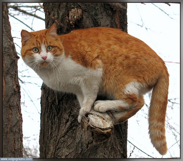 Мартовский кот.. Рыжик, кот, мартовский кот