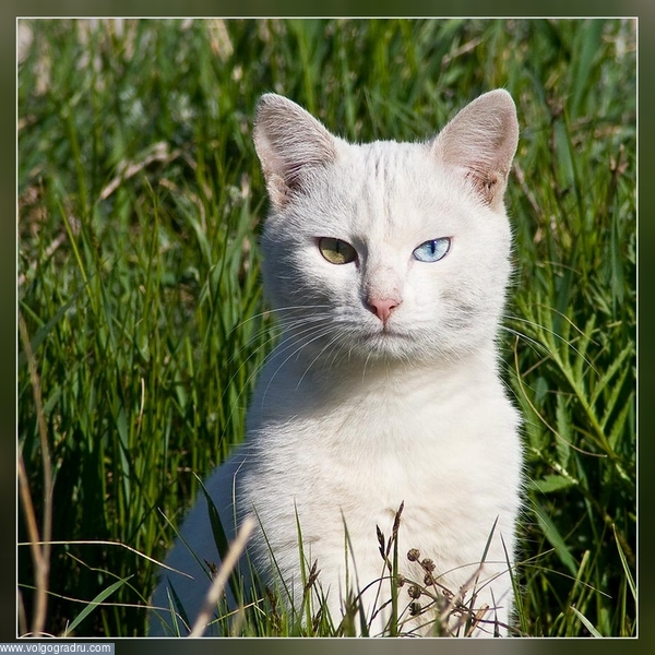 Разноглазик.... кот, белый кот, разноглазый кот