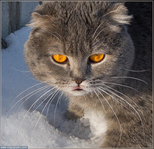 Гипнотизёр. кот, вислоухий котик, вислоухий шотландский котик