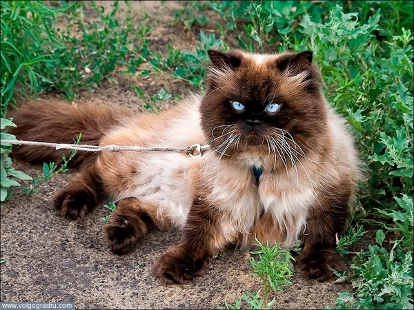 Кот Максим, вес девять килограмм, в отсутствии собаки вполне может охранять дом... :). кот, котяра, кот на привязи