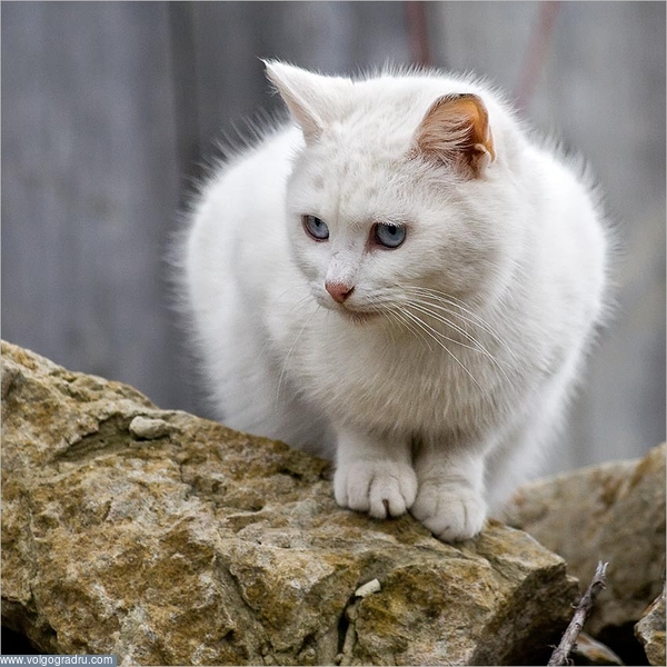 Блондинка из хутора Котовского :). кошка, белая кошка, 