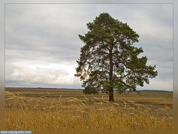 В одиночестве.... Пейзаж, пейзажи Волгоградской области, сосна
