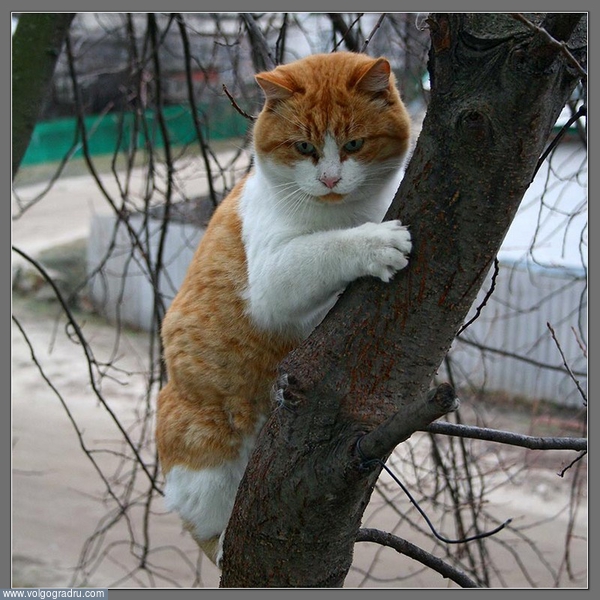 Я, это... птичку хотел поймать.... Кот на дереве, задумчивость, депрессия