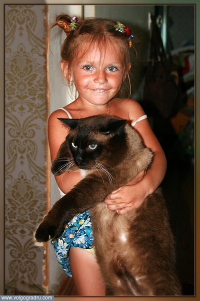 Девочке четыре года, коту в два раза больше.... Огромный кот, 