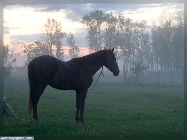 Размышления о туманном будущем.... Туман, лошадь, лошадь в тумане