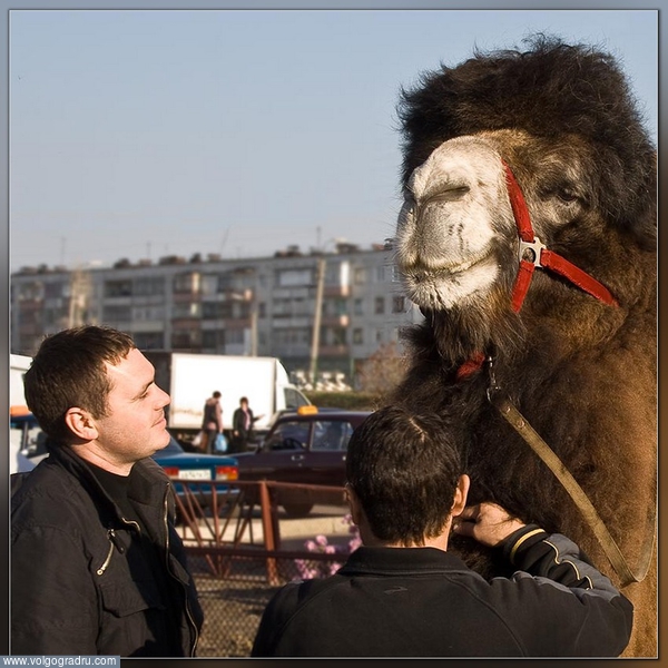 Знакомство.. верблюд, верблюды в Урюпинске, изучение