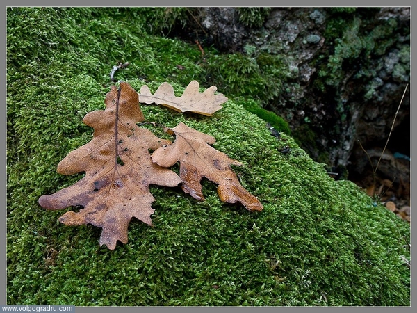 Осенний этюд №2. дубовые листья, мох, ноябрь