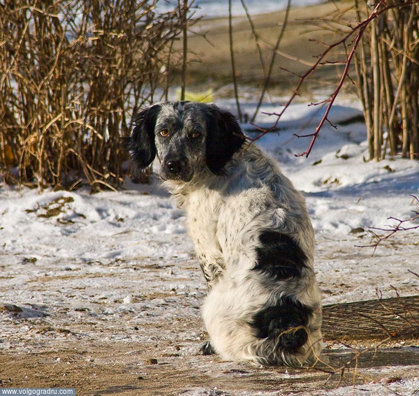 Зима пришла.... Собака, бездомный пёс, взгляд
