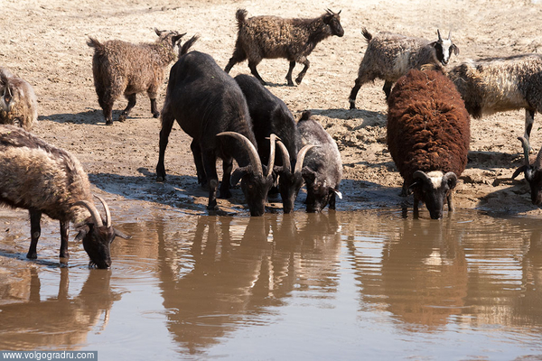 Жаркий день на Хопре (4). жажда, козы, водопой