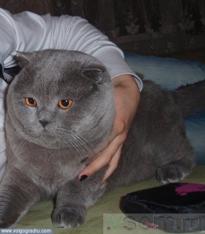 Самый красивый кот в Волгограде. Любимый кот, 