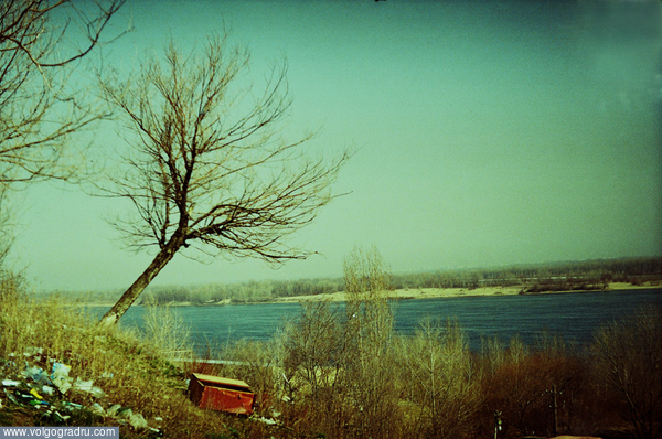 ***. дерево, Волга, река