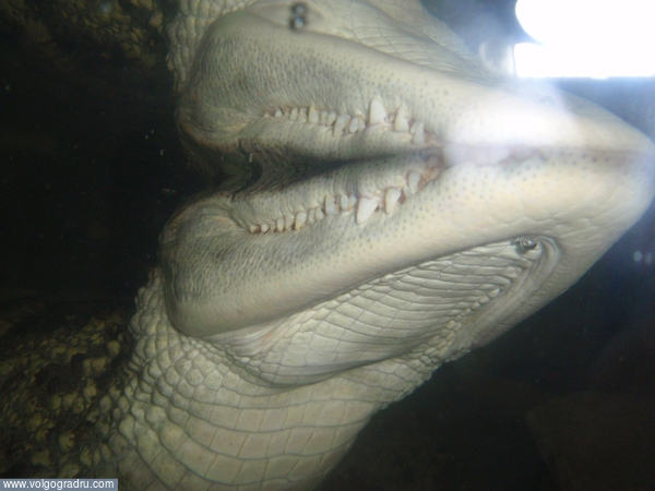 крокодил в Ворошиловском торговом центре. крокодил, животные, 