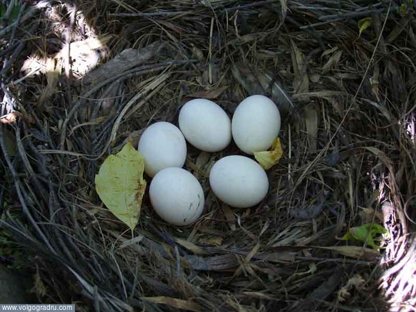 Совиное гнездо. яйца, гнездо, сова