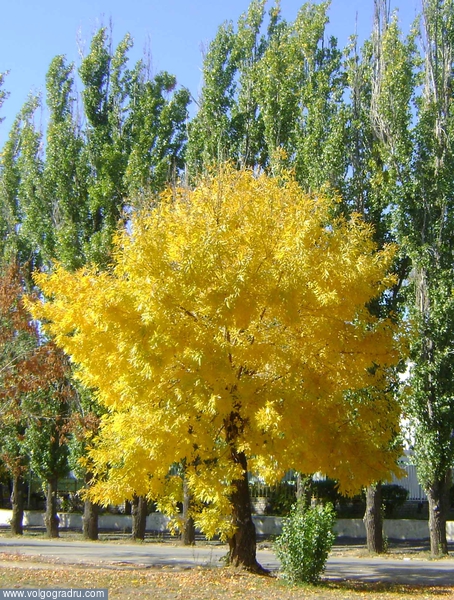 Осень золотая. осень, дерево, листья