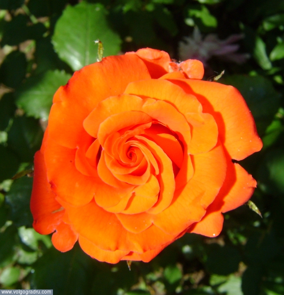 Розочка. роза, цветок, оранжевый