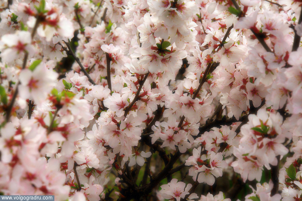 японский сад. цветы, пейзажи, 