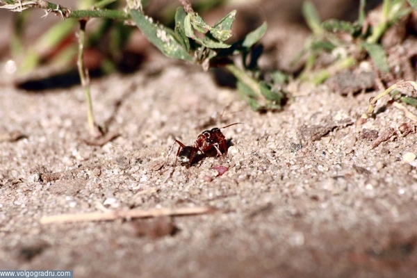 работаем, макро, природа, насекомые. муравьи, 