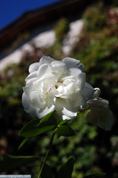 макро. цветы, природа, чайная роза