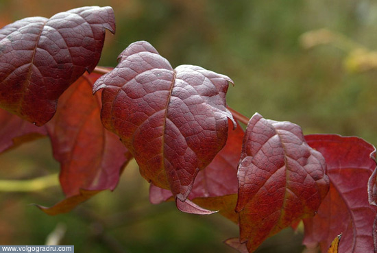 Красные листья. другое, осень, макро