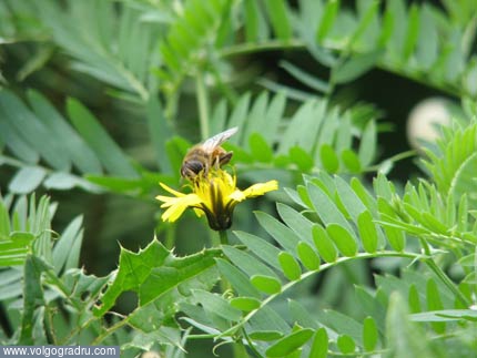 Пчёлка (не волгоградская) :-). пчела, пчелка, насекомое