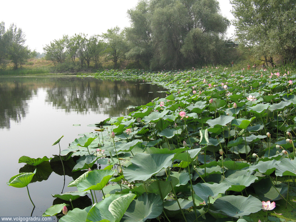 Озеро лотосов за Волгой. озеро, цветы, 
