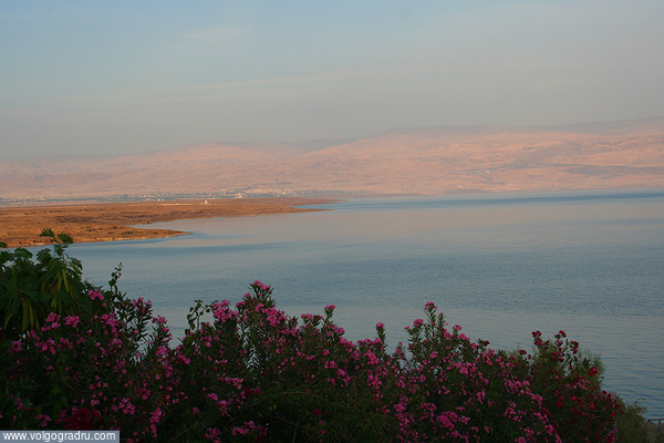 Мёртвое море. море, цветы, вид на Иорданию