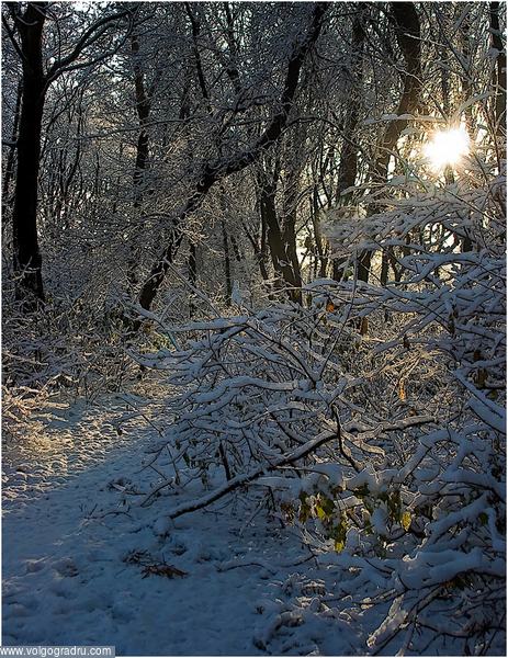 Дорожка к солнцу. пейзажи, природа, зимний лес