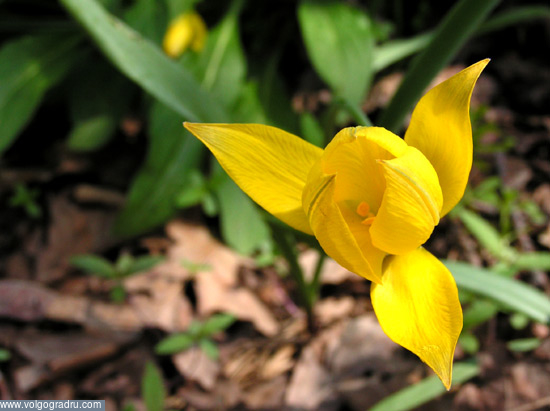Жёлтые тюльпаны, вестники разлуки.... цветы, природа, Волгоград