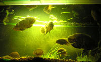 Так и живём - плаваем в кислоте, дышим метаном... :(. фото, аквариум, рыбы