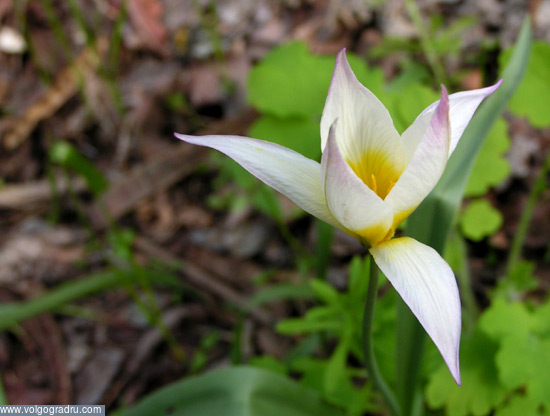 Белый тюльпан. цветы, природа, Волгоград