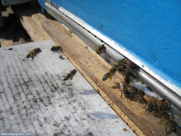 Пчёлы в работе. пчёлы, 