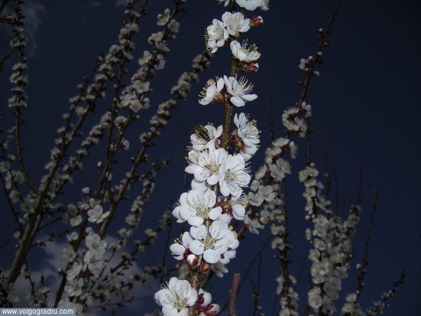 Весна-а-а. природа, цветение, деревья