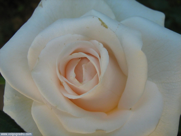 Белая роза. 