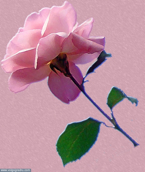 Розовая нежность. роза, цветок, рисование