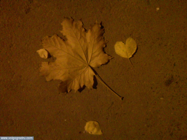 Листья и сердце. листья, свет, тень
