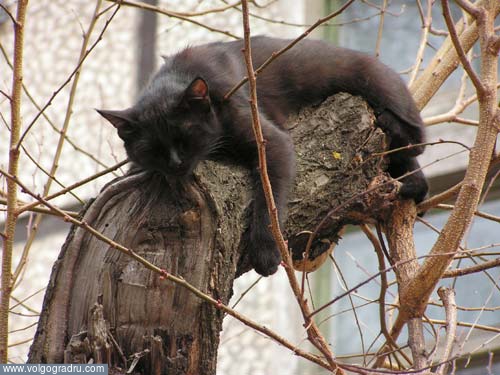 Повыше ляжешь - покрепче поспишь!. crazy_mouse, дерево, чёрный