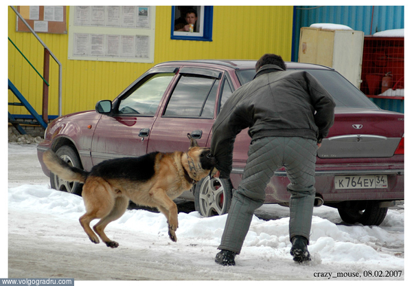 В захвате преступников приняла участие собака службы наркоконтроля по кличке Болто. Учения силовых структур, наркополиция, бойцы спецподразделений