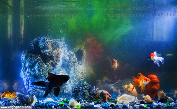 2012. аквариум, рыбы, вода