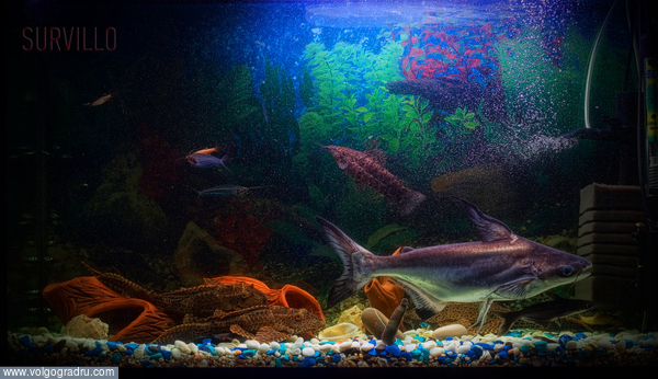 Для ориентации в размерах - маленькая рыбка в верхней левой части аквы длинной примерно 2 см ) 
2013. аквариум, рыбы, вода