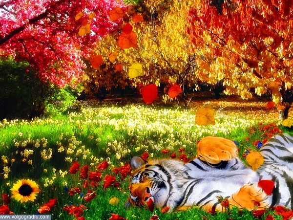 Весенний листопад в Долине Времени. Долина Времени, тигр, весенний листопад