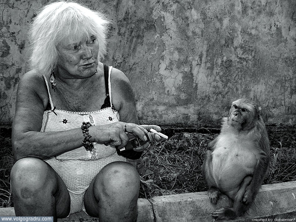 фото сделано в г. Дагомыс. обезьяна, старуха, приматы