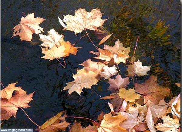 Листья жёлтые.... осень, листопад, река