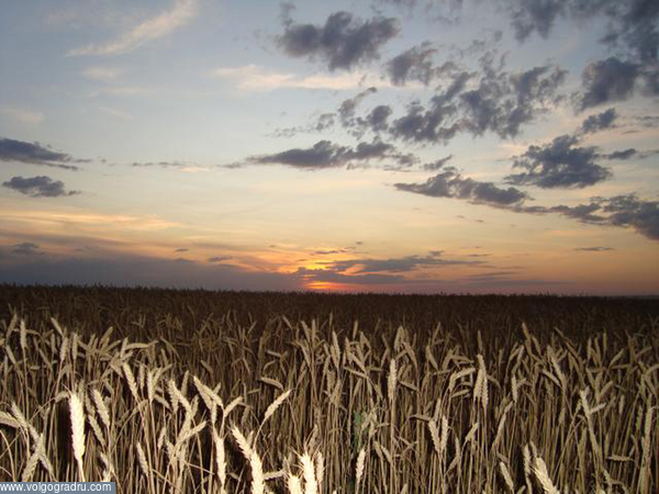 Вечер в поле.. пейзаж, поле, закат