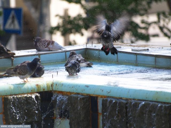 Водные процедуры.. лето, жара, голуби