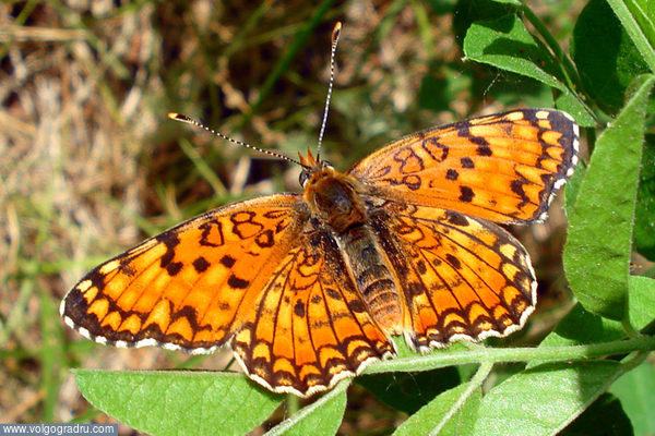 Боярышница.. Природа, лето, бабочки.