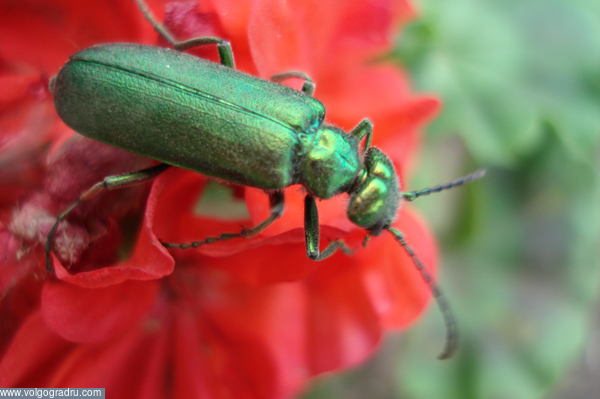 Зелёное на красном.. Природа, лето, насекомые.