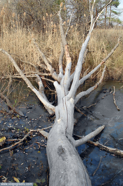 Смерть в воде.. экология, лес, пруд
