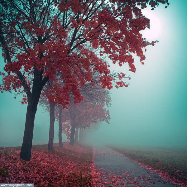 Бирюзовый туман.. Природа, осень, туман.