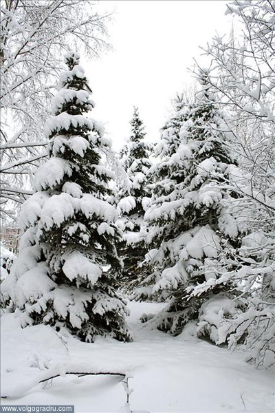 Ах, эта русская зима!. Природа, зима, лес